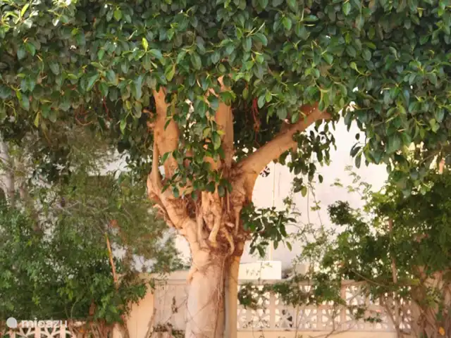 Location de Vacances Espagne, Costa Blanca, Moraira, villa - Casa Sabrosa Un bel arbre pour chercher l'ombre