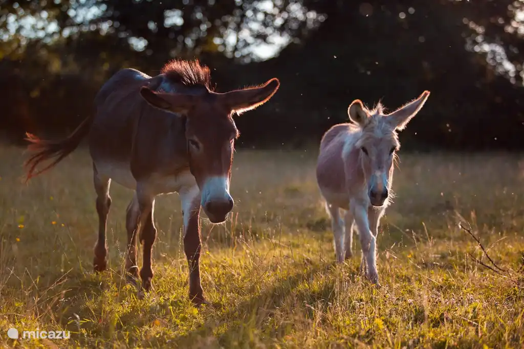 Unsere Esel neben dem Studio.