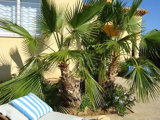 Villa Tibati | Espagne, Costa Dorada, L'Ametlla de Mar - villa Villa TIBATI Le transat sous le Washingtonian m'attend invitant.