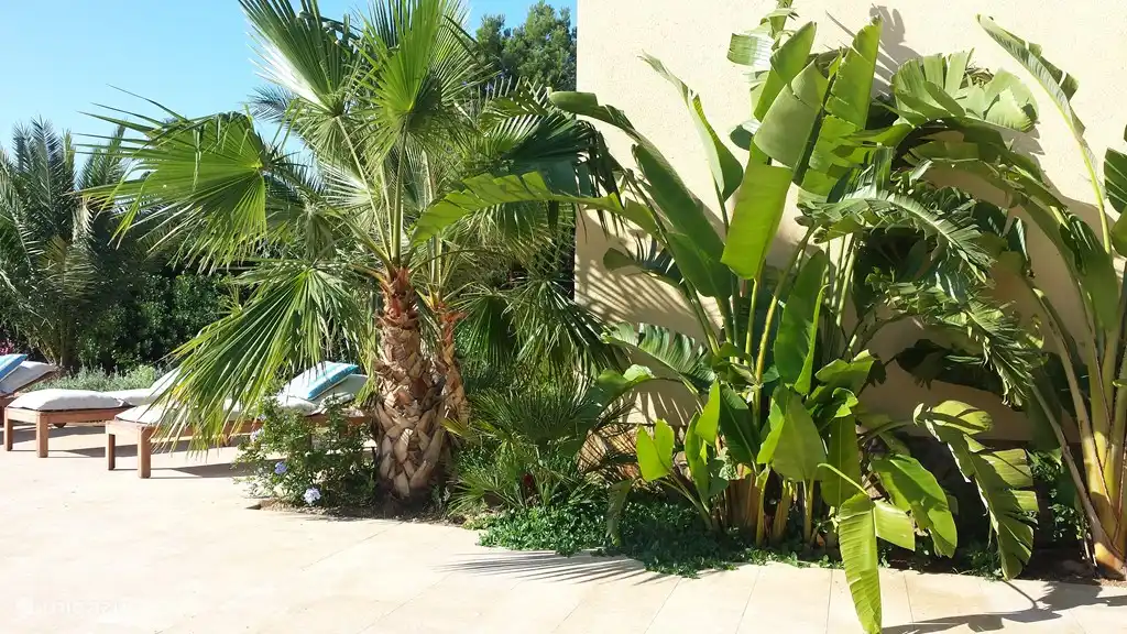 Villa TIBATI Weelderige tropische aanplanting, langs de grote zonneterrassen in natuursteen.