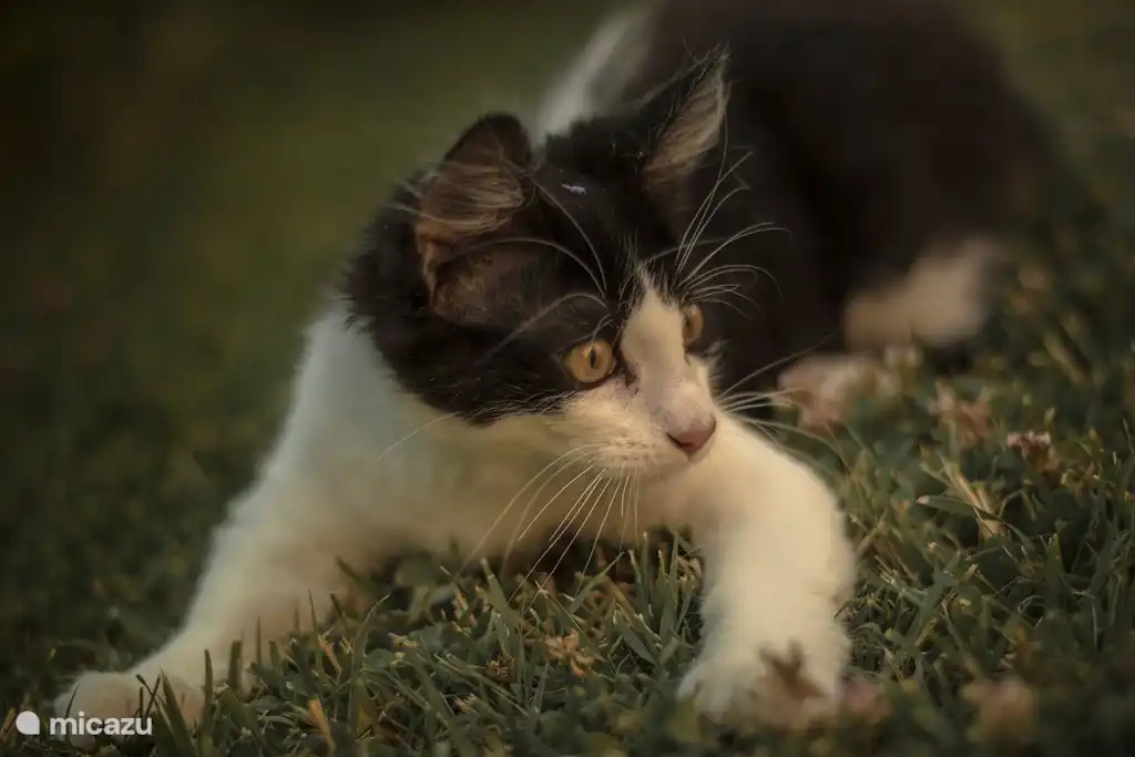 gigi - Monti 1824 - Casole d'elsa