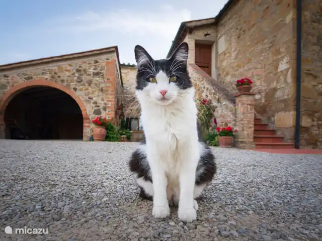 Appartement Ciliegio - Monti 1824 huren in Italië, Toscane, Casole d`Elsa - appartement Monti 1824 - Casole d'elsa