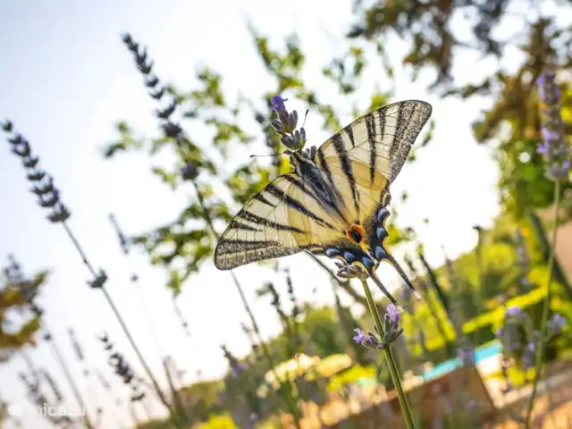 Appartement Ciliegio - Monti 1824 huren in Italië, Toscane, Casole d`Elsa - appartement Monti 1824 - Casole d'elsa