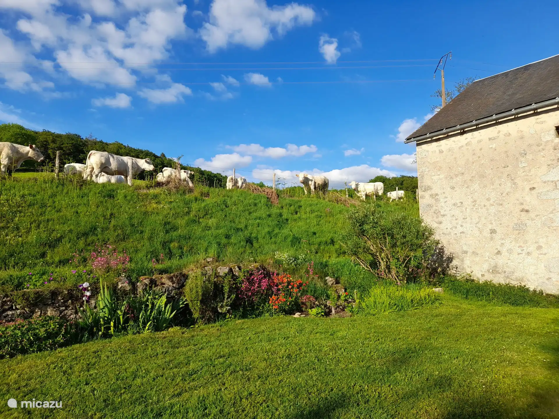 Cour et vaches voisines