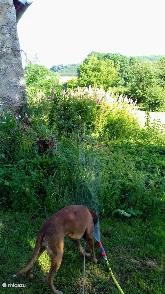 Waterpret met boxer Noortje