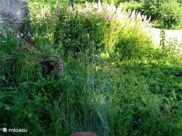 La Maison de la Forêt huren in Frankrijk, Nièvre, Ouroux-en-Morvan - boerderij Waterpret met boxer Noortje