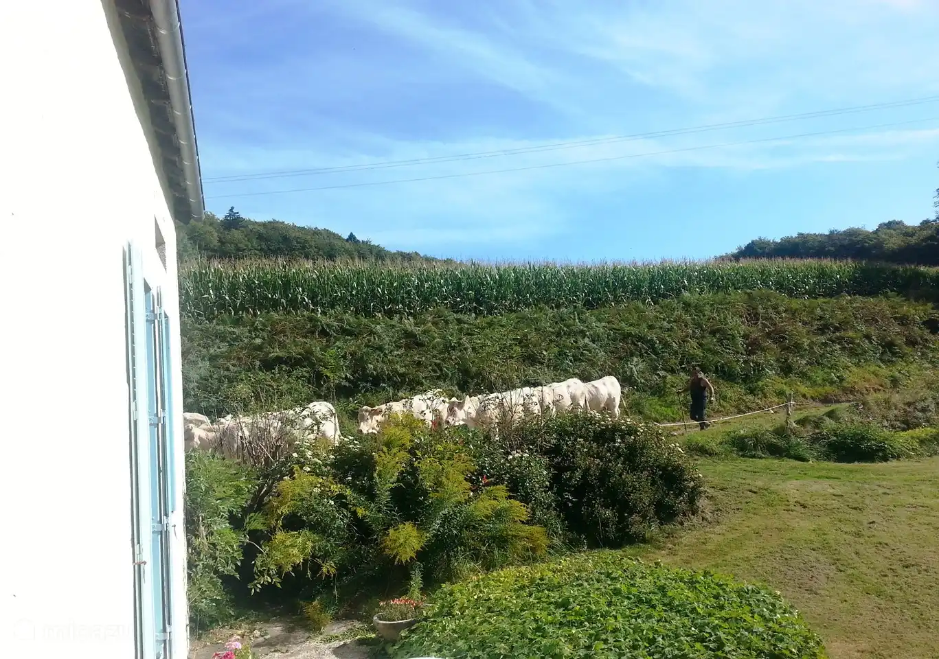 De Charolais koeien van de buurman.