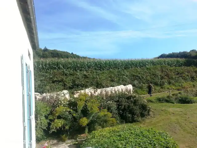 La Maison de la Forêt huren in Frankrijk, Nièvre, Ouroux-en-Morvan - boerderij De Charolais koeien van de buurman.