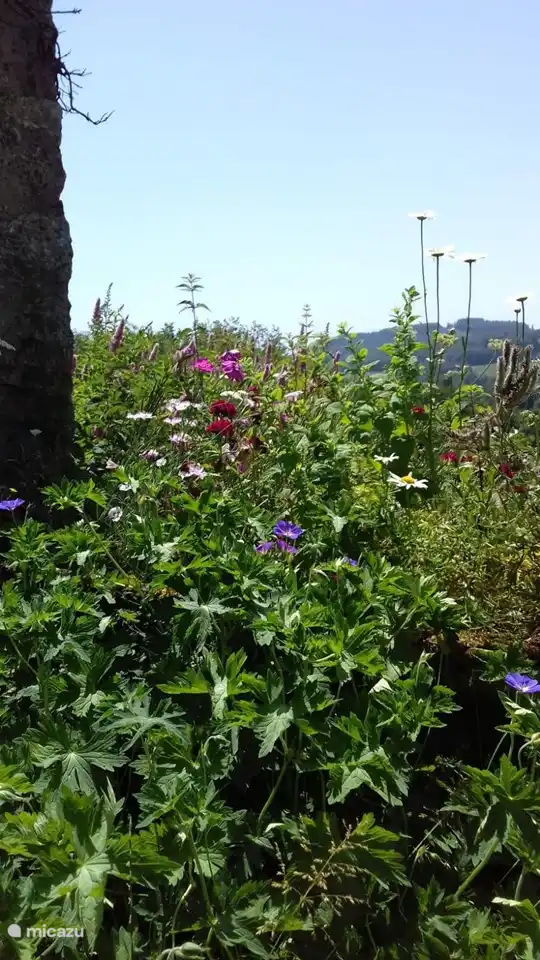 Wilde bloemenzee in de tuin.