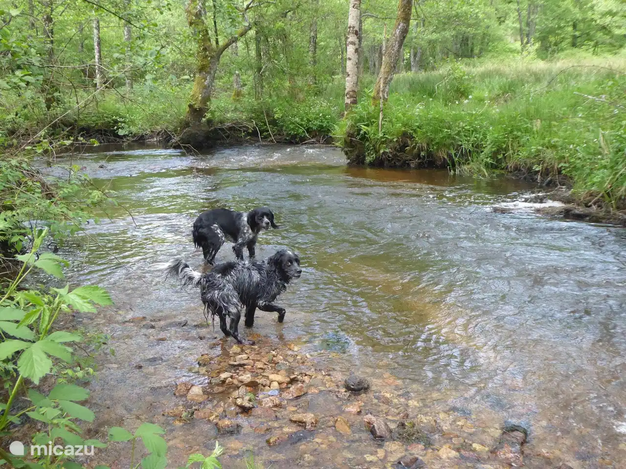 Dichtbij stroomt le Chalaux, waar de honden heerlijk kunnen spelen èn afkoelen.