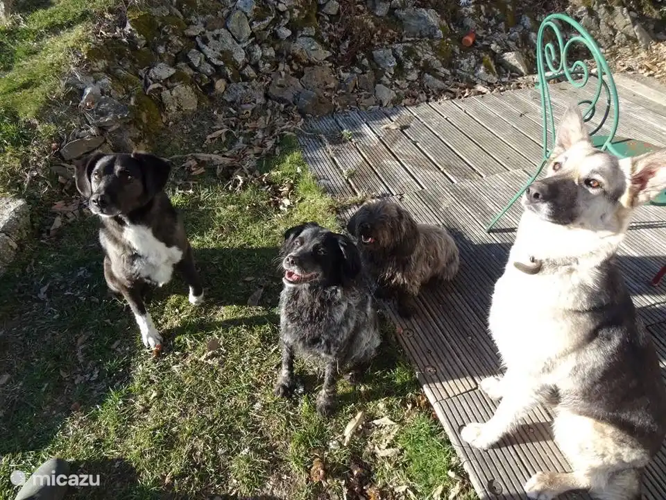 Donna met haar plaatselijke vrienden. Met als grote favoriet herder Nout en xborder collie Gingko.