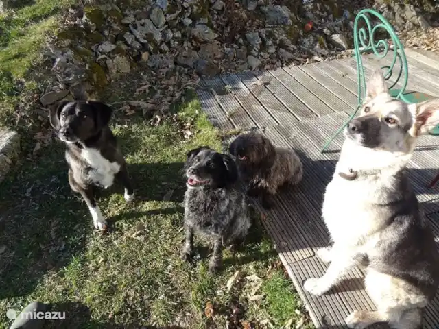 La Maison de la Forêt huren in Frankrijk, Nièvre, Ouroux-en-Morvan - boerderij Donna met haar plaatselijke vrienden. Met als grote favoriet herder Nout en xborder collie Gingko.