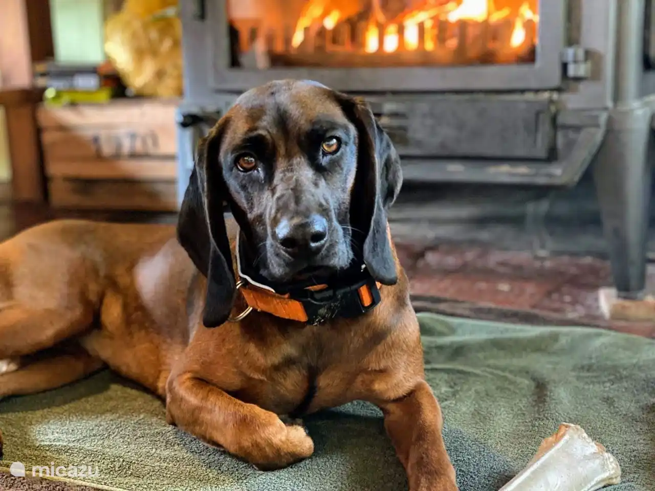 Bezoekstertje Nina lekker aan het opwarmen voor de houtkachel