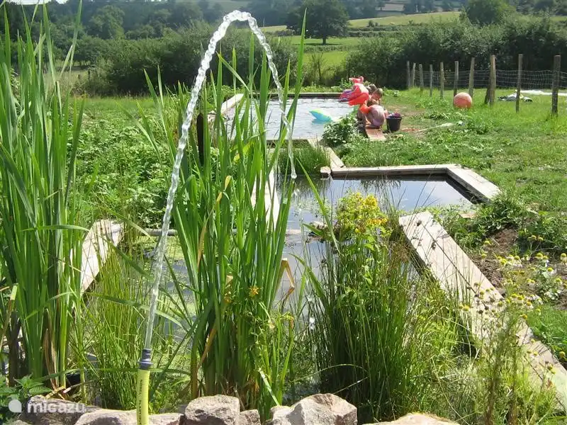Der Schwimmteich wird das Wasser durch die Pflanzen gereinigt