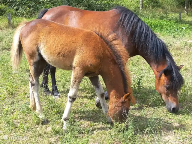 Four à Pain, 6 personnes | France, Allier, Vernusse - gîte / cottage Poneys gallois à Brénazet