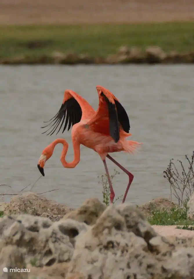 Flamingo im Teich von Blue Bay
