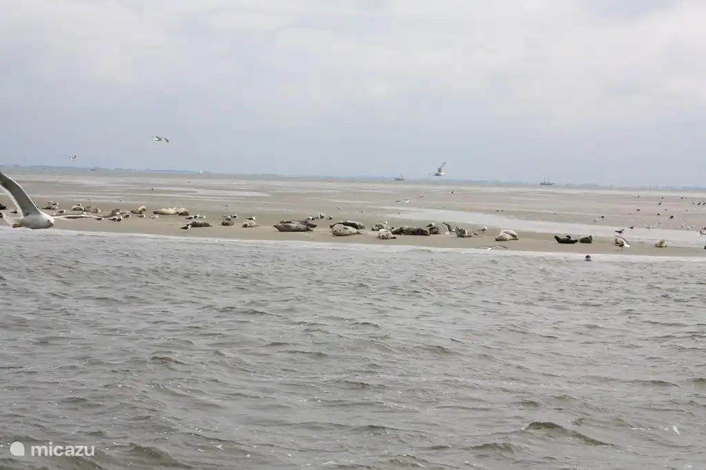 Beobachten Sie Robben am Posten 33 auf Texel