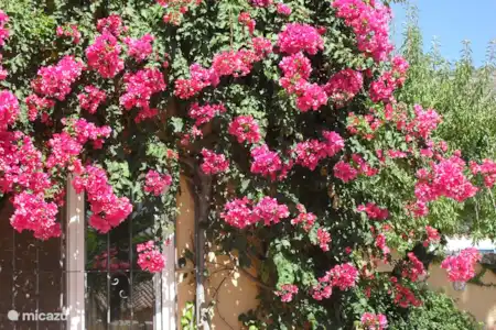 Vakantiehuis Spanje, Costa Blanca, Jalón finca Finca Rustica AIRCO gedeeld Zwembad TUIN