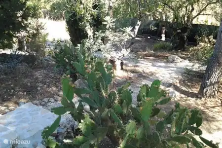 Vakantiehuis Spanje, Costa Blanca, Jalón finca Finca Rustica AIRCO gedeeld Zwembad GARDEN