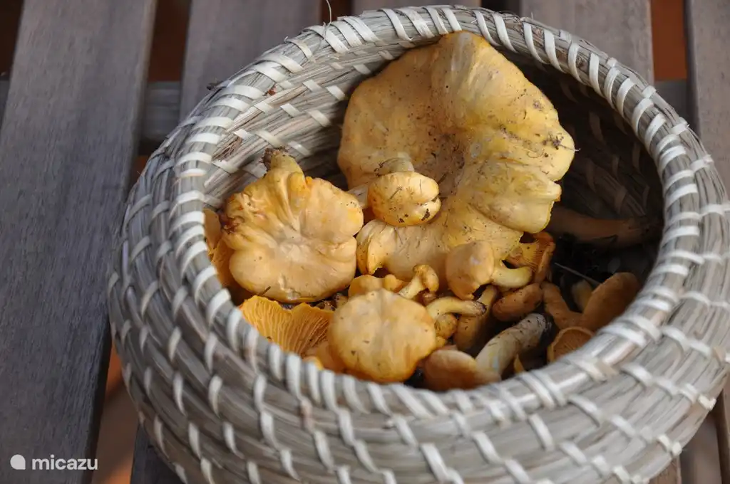 Selbst gepflückt Pfifferlingen