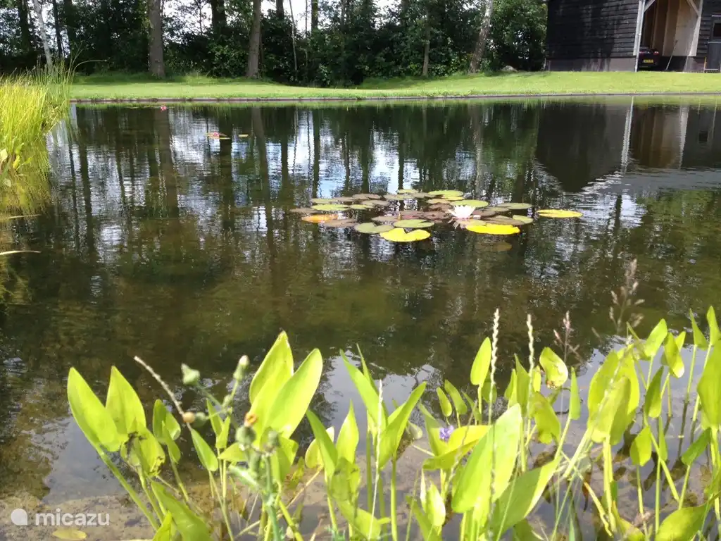 U kunt gebruik maken van de zwemvijver