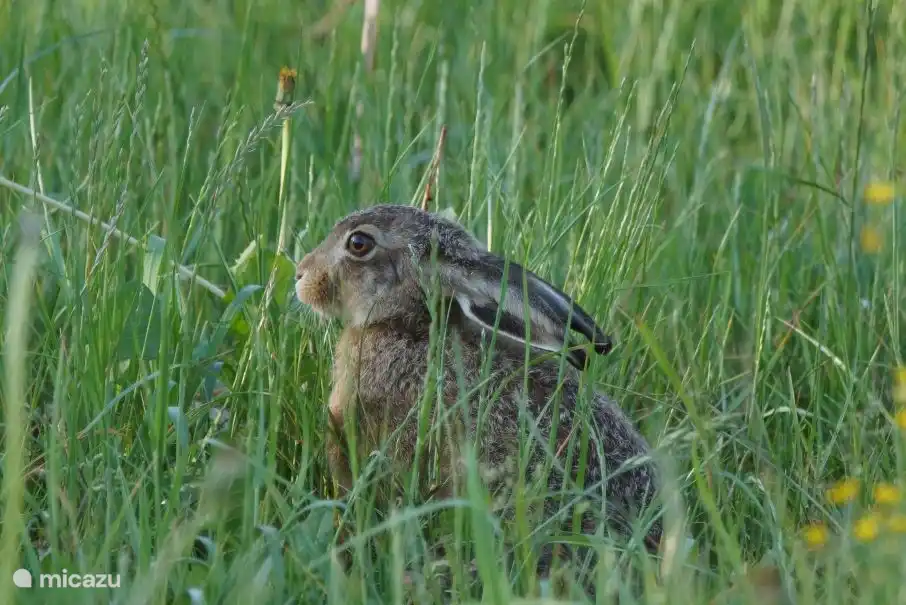 een haas in onze tuin