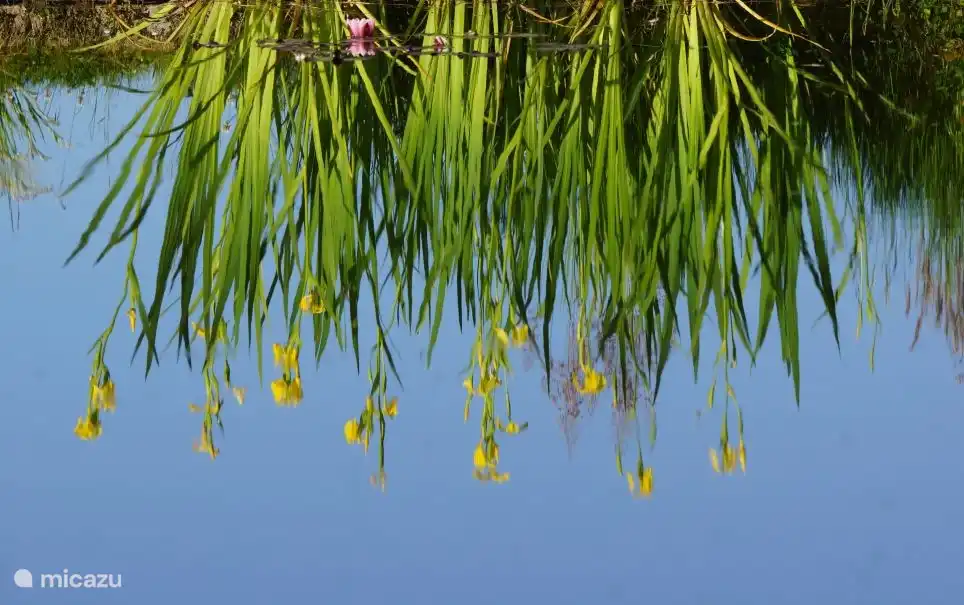 irissen in de zwemvijver