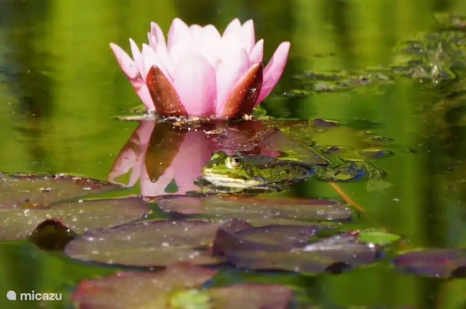 een kikkertje tussen de waterlelies