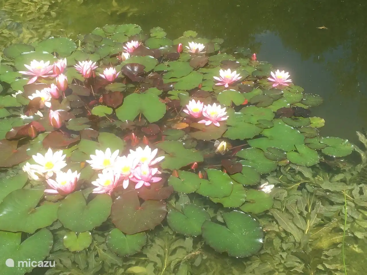 bloeiende waterlelies