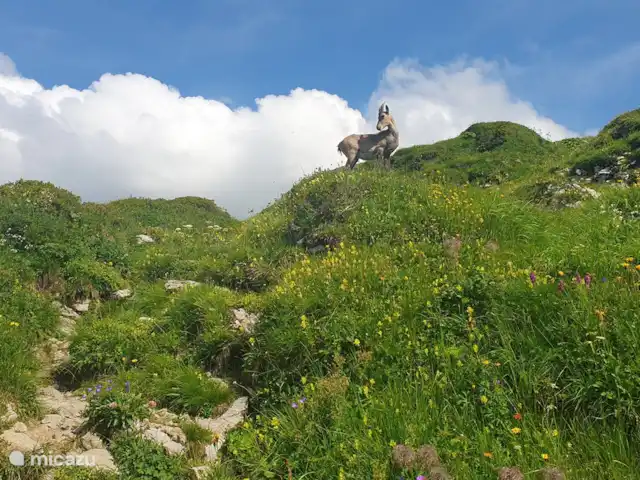 Le Percé Neige, Portes du Soleil | France, Haute-Savoie, La Chapelle-d'Abondance - appartement Un bouquetin sur les Cornettes de Bise