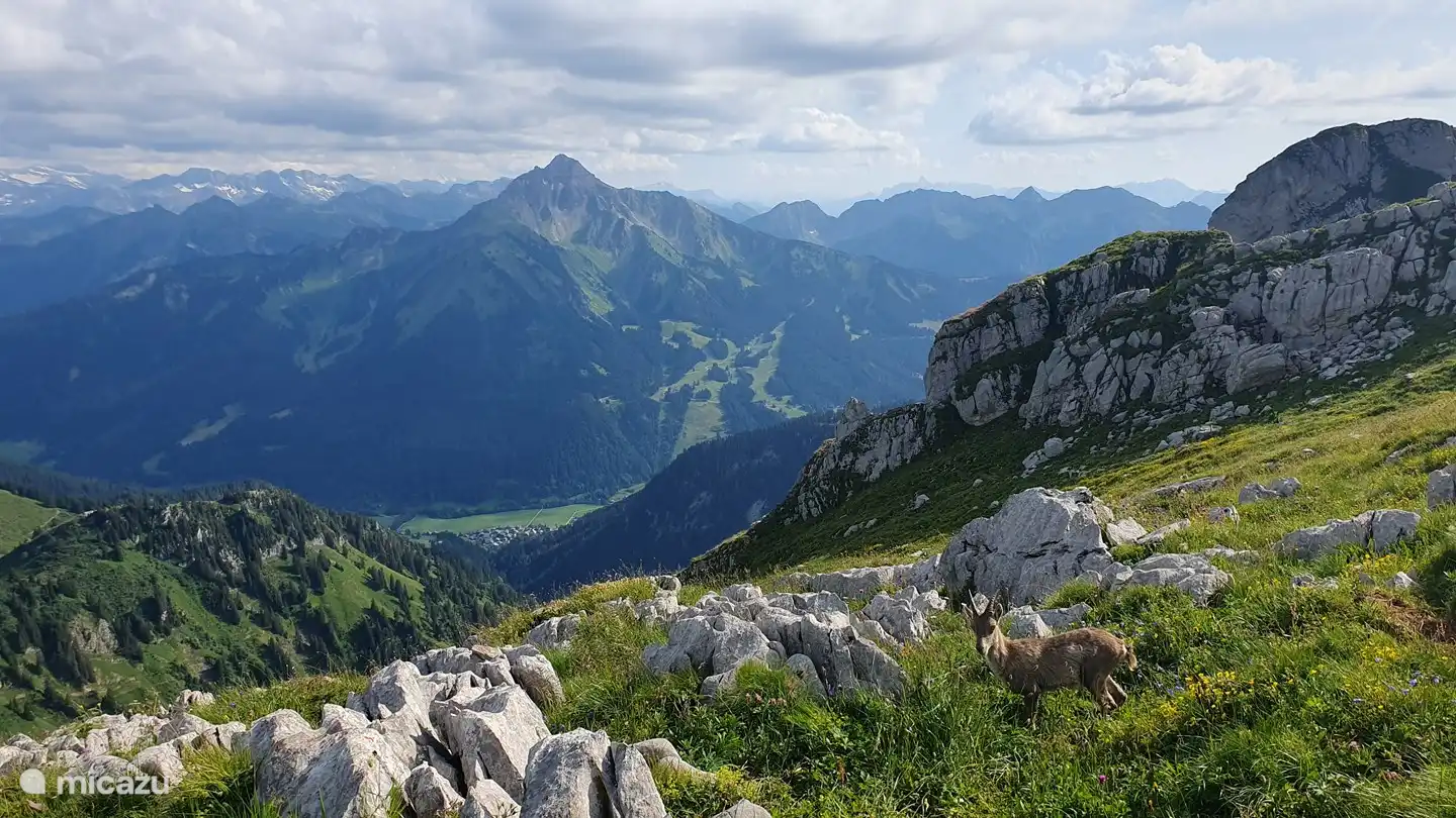 Le Mont de Grange aus Les Cornettes de Bise