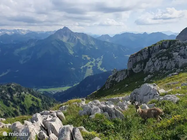 Le Percé Neige, Portes du Soleil | France, Haute-Savoie, La Chapelle-d'Abondance - appartement Le Mont de Grange des Cornettes de Bise