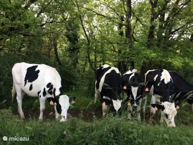 Casa natural en el Lot Dordoña en Francia, Lot, Thédirac - casa vacacional Las vacas del vecino,