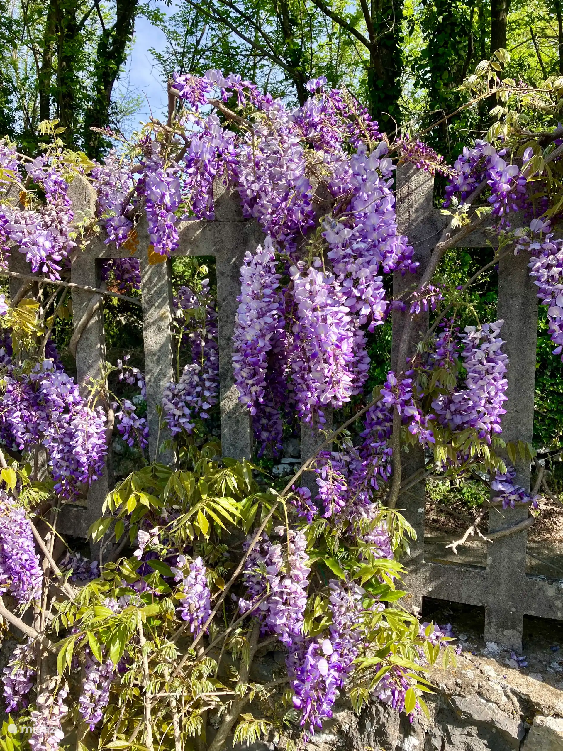 gemeenschappelijke tuin