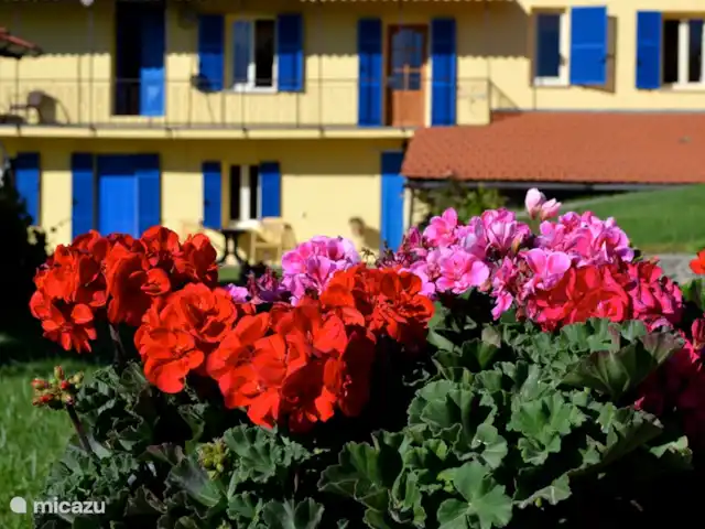 Pian del Gatto | Italie, Ligurie, Pareto - maison de vacances Pian del Gatto. Les bacs à fleurs autour de la maison sont remplis de plantes à fleurs joyeuses.