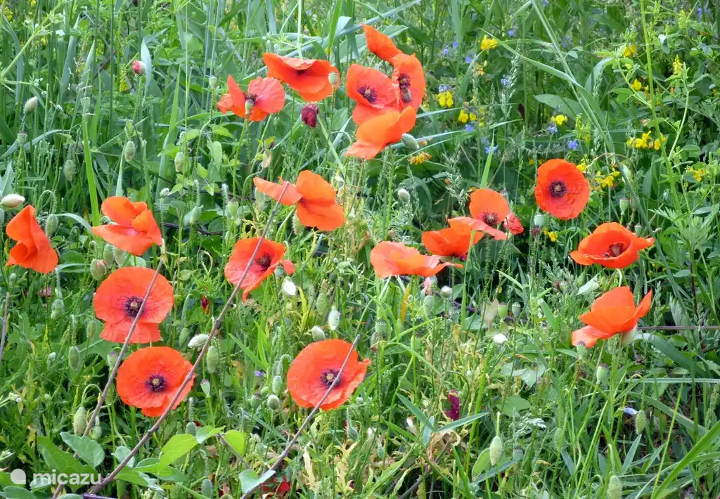 Mohnblumen auf Pian del Gatto