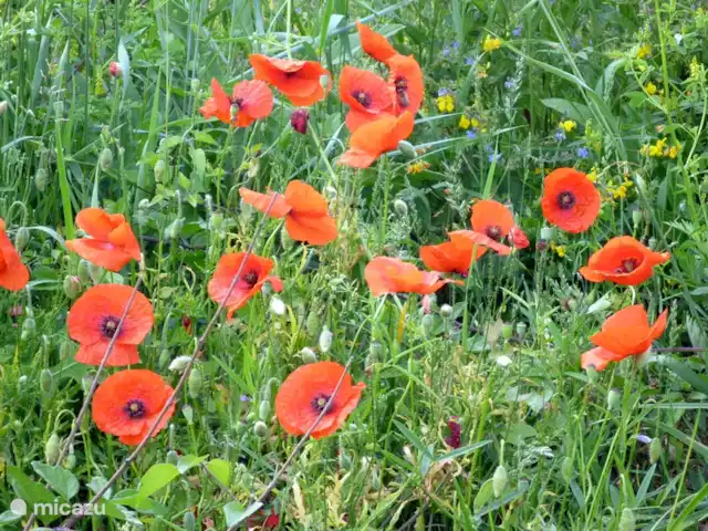 Pian del Gatto | Italie, Ligurie, Pareto - maison de vacances Coquelicots sur Pian del Gatto.