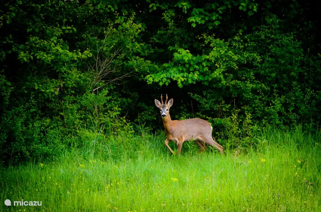 Die Hirsche kommen der Nähe des Hauses.
