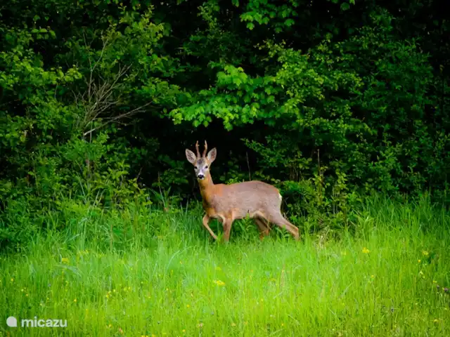 Pian del Gatto | Italie, Ligurie, Pareto - maison de vacances Les cerfs s'approchent de la maison.