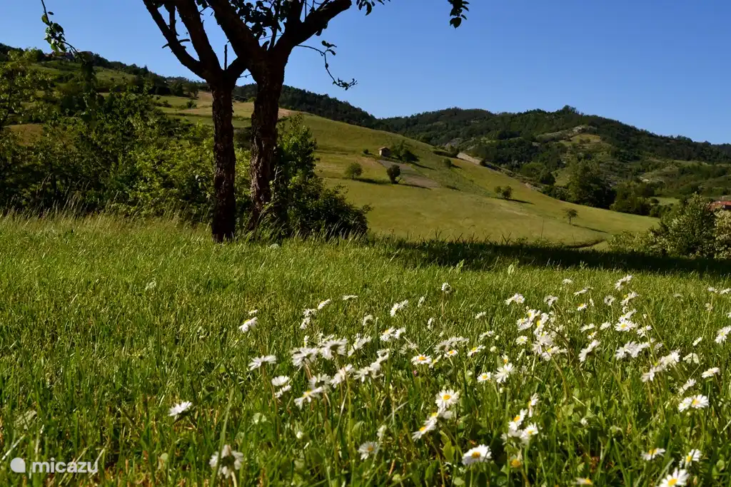 Gänseblümchen auf der Wiese von Pian del Gatto