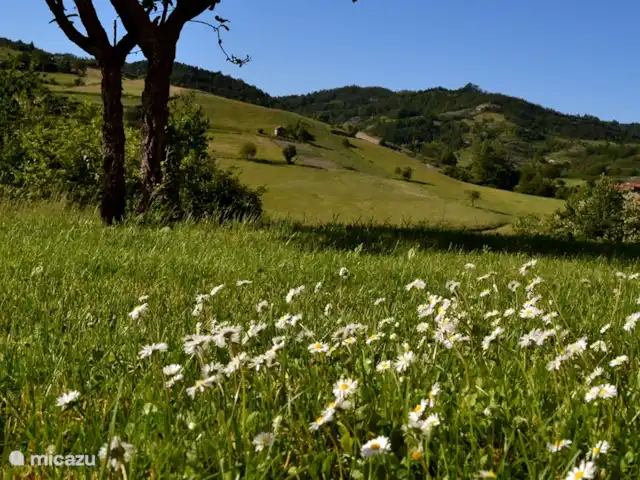Pian del Gatto | Italie, Ligurie, Pareto - maison de vacances Marguerites dans le pré de Pian del Gatto