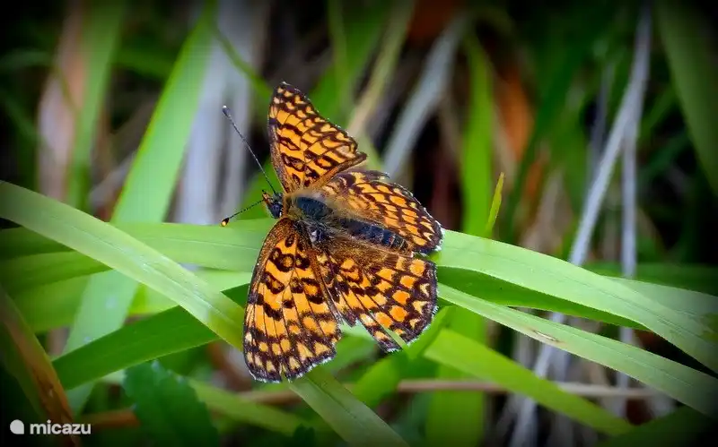 Rund um Pian del Gatto