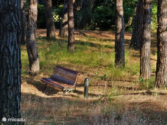 appartement huren in Frankrijk, Côte d´Azur, Sainte-Maxime – App. A8 les Pins Bleus dichtbij zee Pins bleus bomen