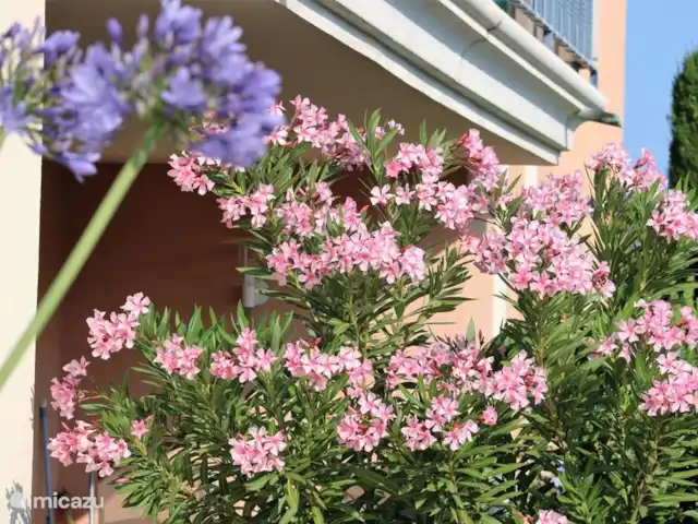 appartement huren in Frankrijk, Côte d´Azur, Sainte-Maxime – App. A8 les Pins Bleus dichtbij zee Veel bloemen