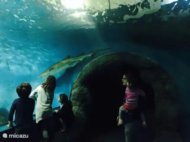 Casa El Balcon | Espagne, Costa Tropical, Almuñécar - maison de vacances Aquarium d'Almuñécar