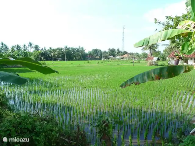 Villa Jompo Lovina en Indonesia, Bali, Lovina - villa prospecto