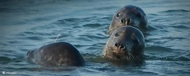 Seals in the area