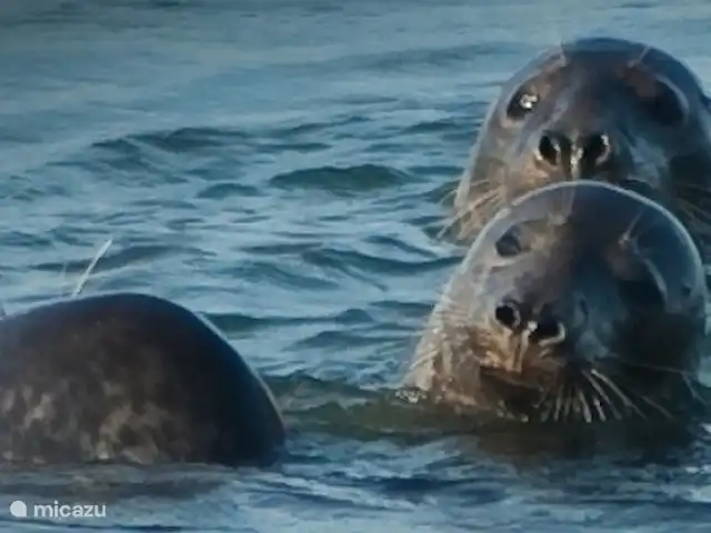 Location de Vacances Pays-Bas, Hollande méridionale, Ouddorp, maison de vacances - Futur 10 phoques dans la région