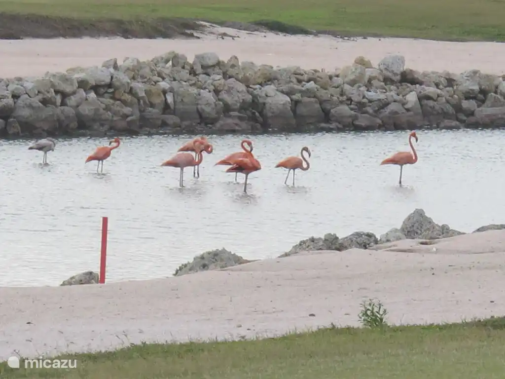 Flamingos neben Golfplatz
