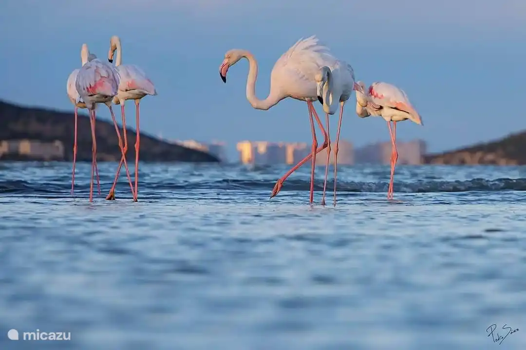 Flamingo's in het zoutmeer